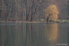 Weihnachtsspaziergang 07: Adenauerweiher