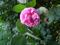 Hausrose Ballenhausen 2