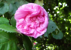 Hausrose Ballenhausen 1