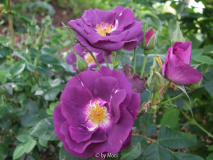 Rhapsody in Blue 2