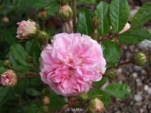 Pink Ghislaine de Féligonde 2