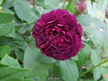 Ombrée Parfaite 1