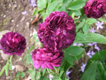 Ombrée Parfaite 2