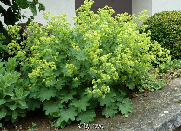 Alchemilla epipsila