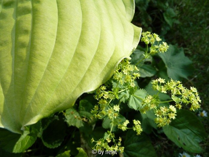 Hosta Dawns Early Light und Alchemilla epipsila