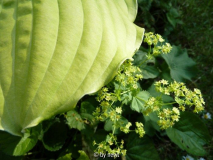Hosta Dawns Early Light und Alchemilla epipsila
