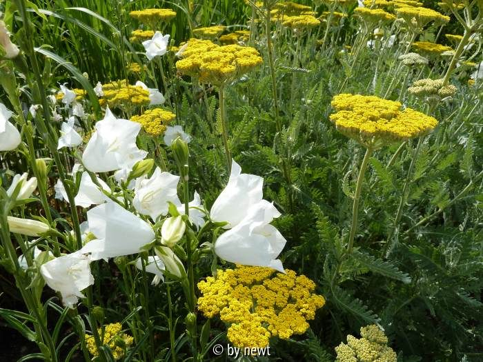 Glockenblume und Achillea Credo
