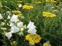 Glockenblume und Achillea Credo