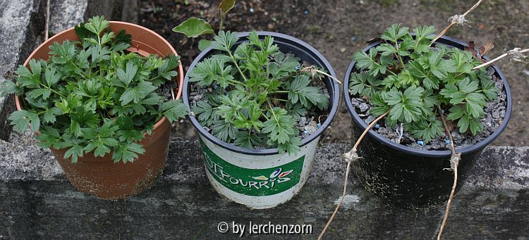 Frühlings-Küchenschelle (Pulsatilla vernalis); Neubestockung im Sommer