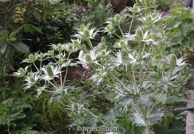 Elfenbein-Distel, Riesen-Mannstreu (Eryngium giganteum)