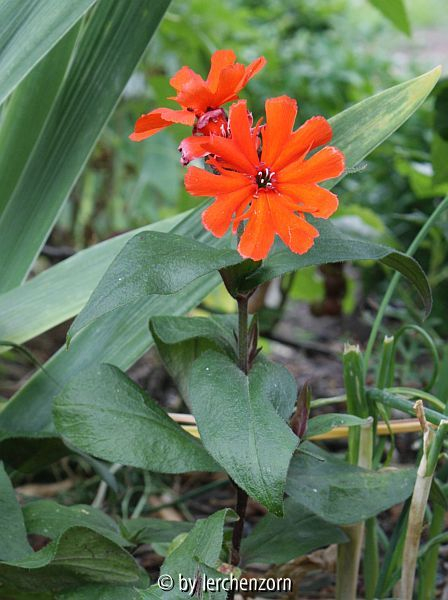 Lichtnelke (Lychnis x arkwrightii) 