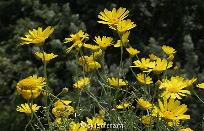 Kronen-Wucherblume (Glebionis coronaria)
