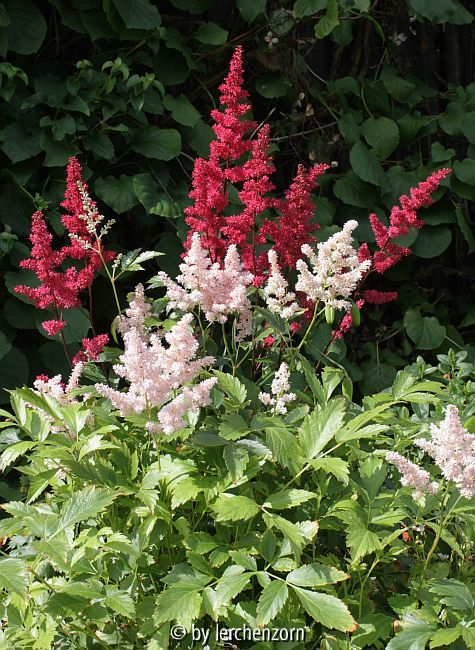 Astilben (Astilbe x arendsii Cult.)