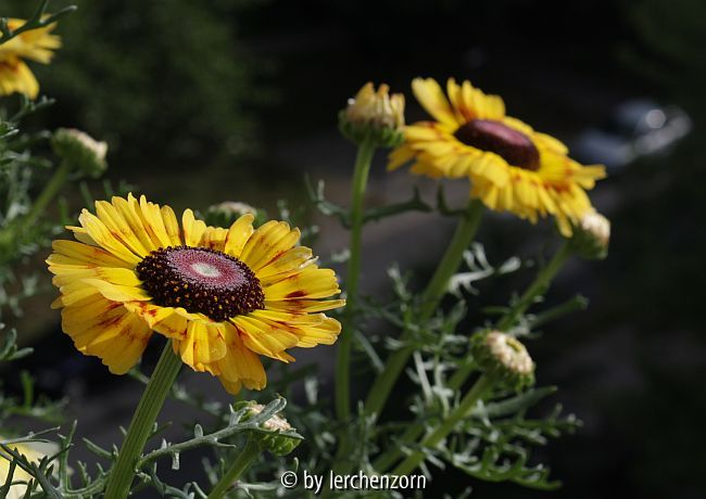 Gekielte Wucherblume (Ismelia carinata); gelb