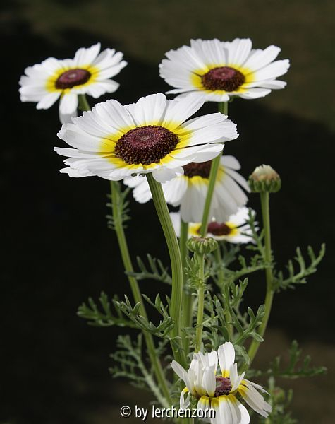 Gekielte Wucherblume (Ismelia carinata); weiß