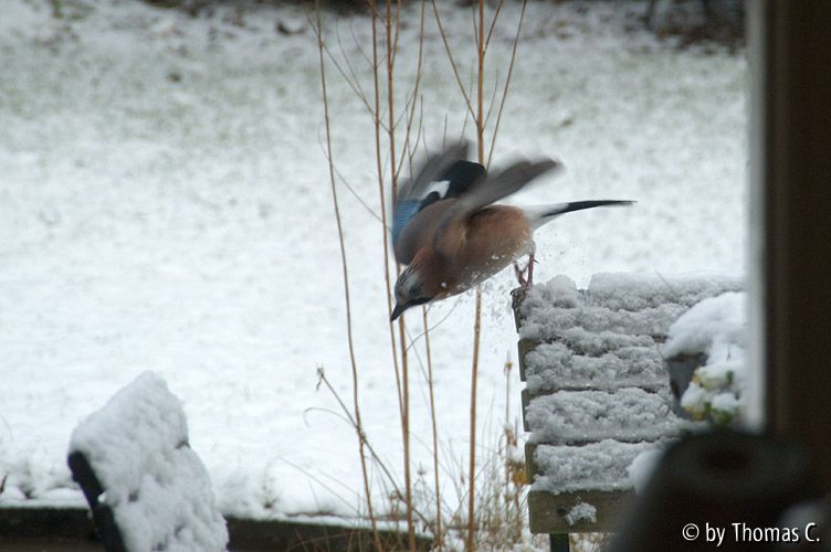 Eichelhäher im Schnee 1