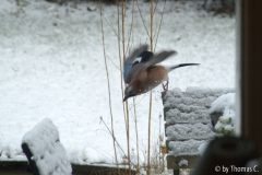 Eichelhäher im Schnee 1