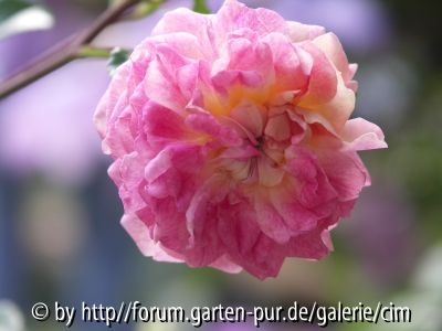 Henri Barruet neu am 19.Juni 2011
