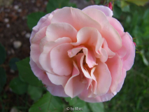 Ulrike 1