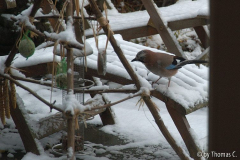 Eichelhäher im Schnee 2