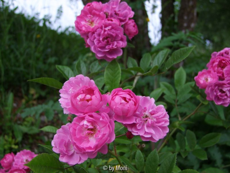 Taunusblümchen 2