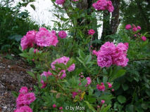 Taunusblümchen 3