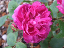 Reine des Violettes 1