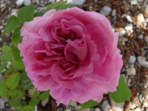 Comte de Chambord