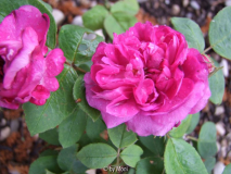 Rose de Resht 1