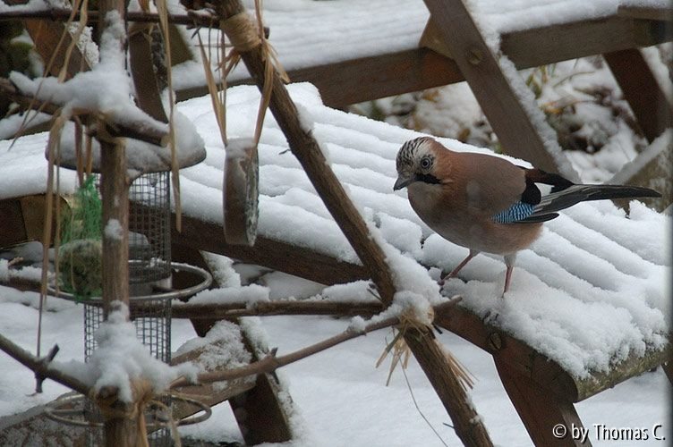 Eichelhäher im Schnee 3