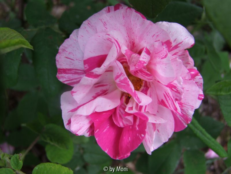 R. Gallica Rosa Mundi