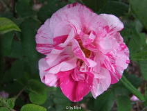 R. Gallica Rosa Mundi