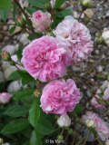 Pink Ghislaine de Féligonde 1