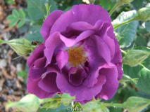 Rhapsody in Blue 3