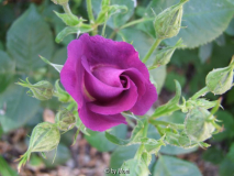 Rhapsody in Blue1