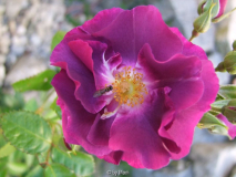 Rhapsody in Blue