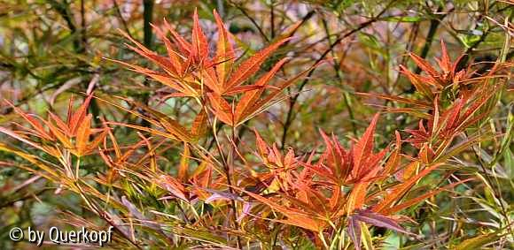 Acer palm. Villa Taranto, besonnt