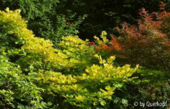 Goldahorn mit Ahorn Villa Taranto und Rose