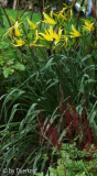 Hemerocallis thunbergii mit Astilbe