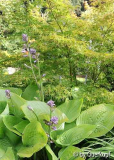 Acer Seiryu mit Hosta
