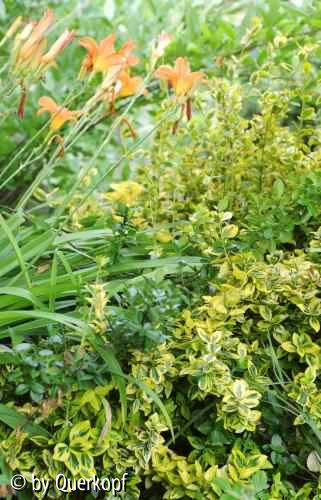 Euonymus mit Hemerocallis fulva