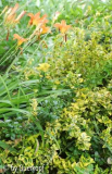 Euonymus mit Hemerocallis fulva