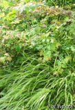 Corylopsis mit Hakonechloa