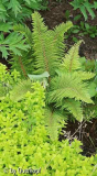 Flaumfederfarn mit Oregano