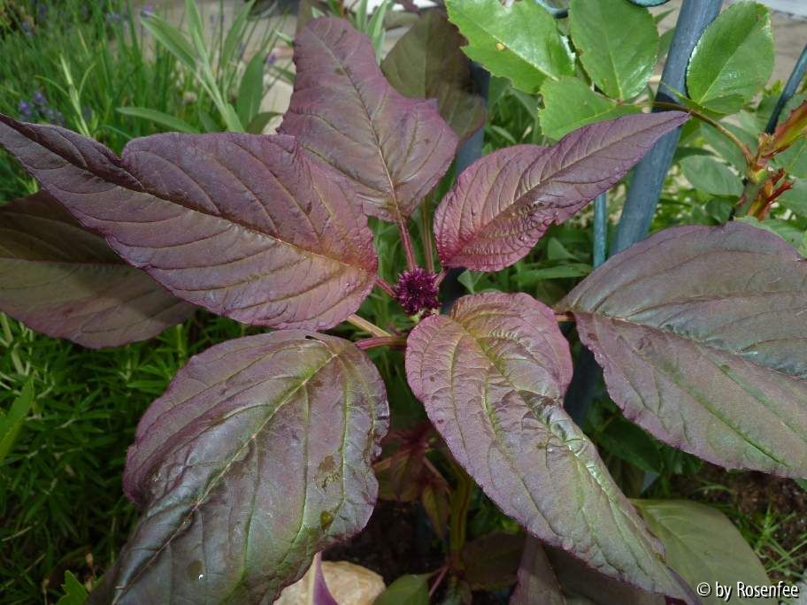 rotes Kraut