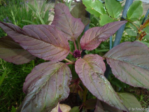 rotes Kraut