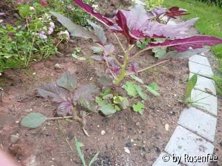 rotes Kraut 02