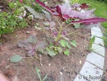 rotes Kraut 02