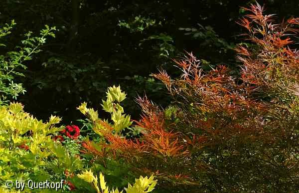 Acer Villa Taranto