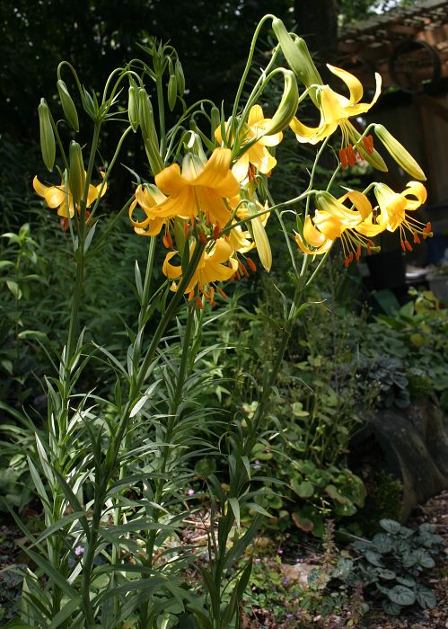 Lilium parryi